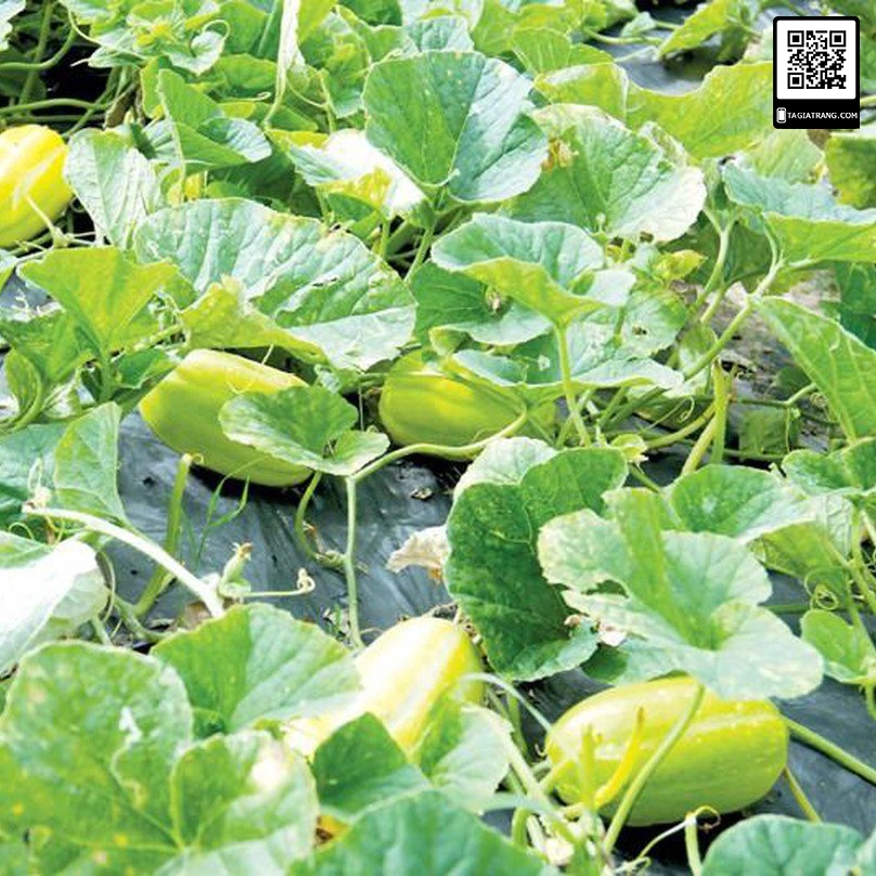 Hạt giống Dưa lê Hàn Quốc F1  - Gói 10 hạt