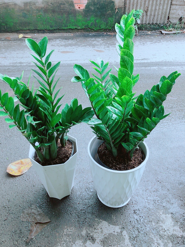 [HCM]Chậu Kim Tiền Size Lớn