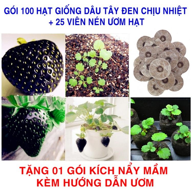100 Hạt giống Dâu tây đen Chịu nhiệt + 25 Viên nén ươm hạt (tặng Kích mầm, H.dẫn)