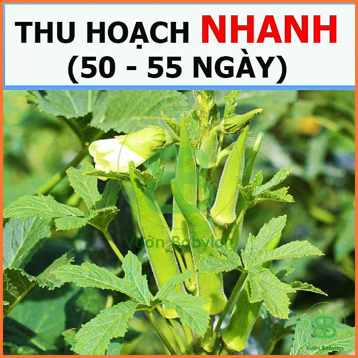 20Gr Hạt Giống Đậu Bắp Xanh Cao sản