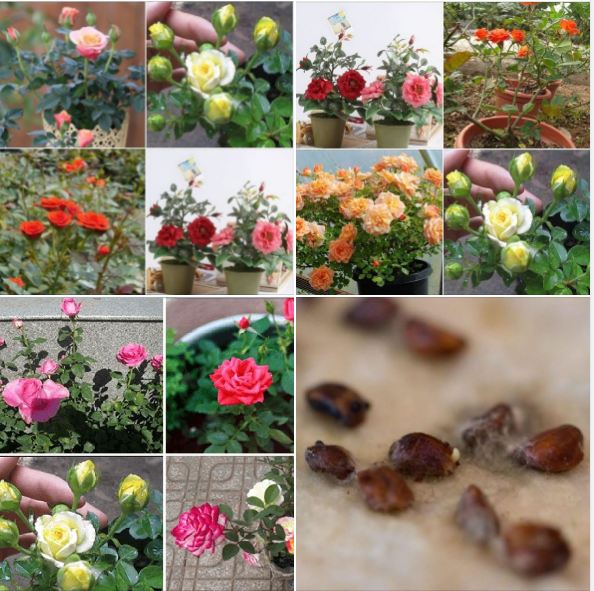 "Gói 20 Hạt " Hạt giống hoa hồng tỉ muội mix Màu