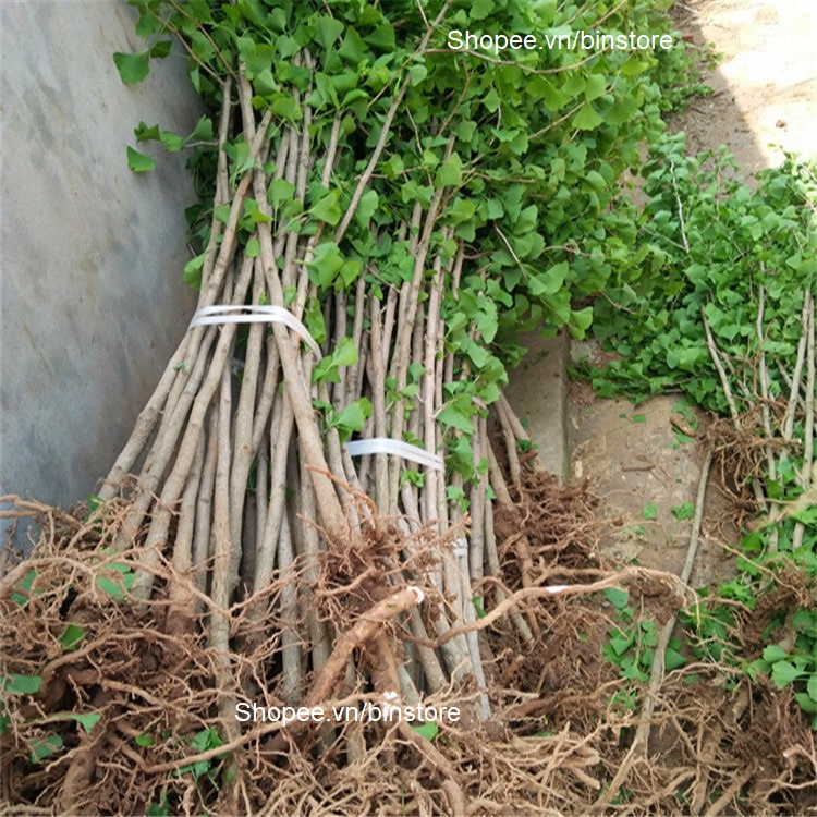 CÂY NGÂN HẠNH LÁ VÀNG SIZE LỚN 1.6M