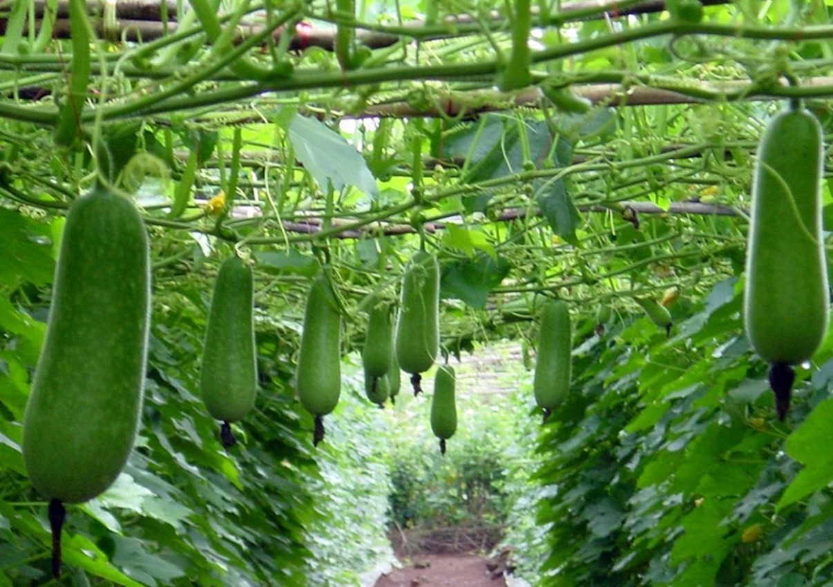 HẠT BÍ ĐAO CHANH - GÓI 1 GRAM