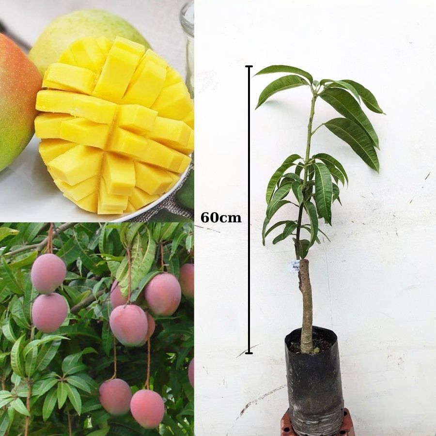 02 cây giống Xoài Úc chuẩn giống