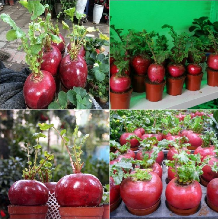 Hat giống củ cải đỏ khổng lồ- củ cải thần tài - gói 10 hạt