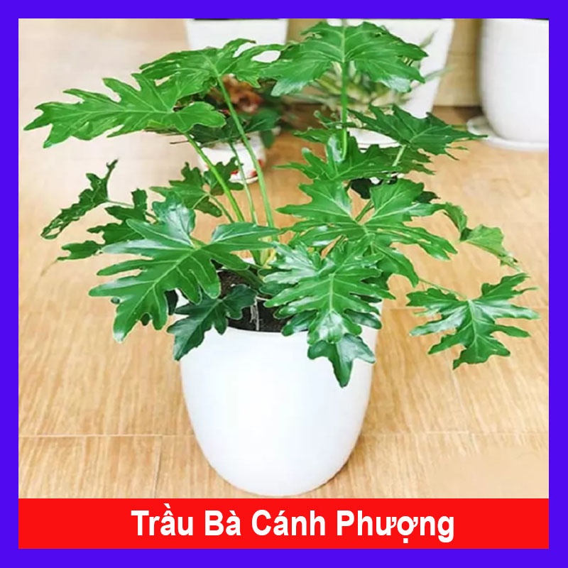 Cây trầu bà cánh phượng - cây cảnh trong nhà - cây cảnh đẹp - hkpq