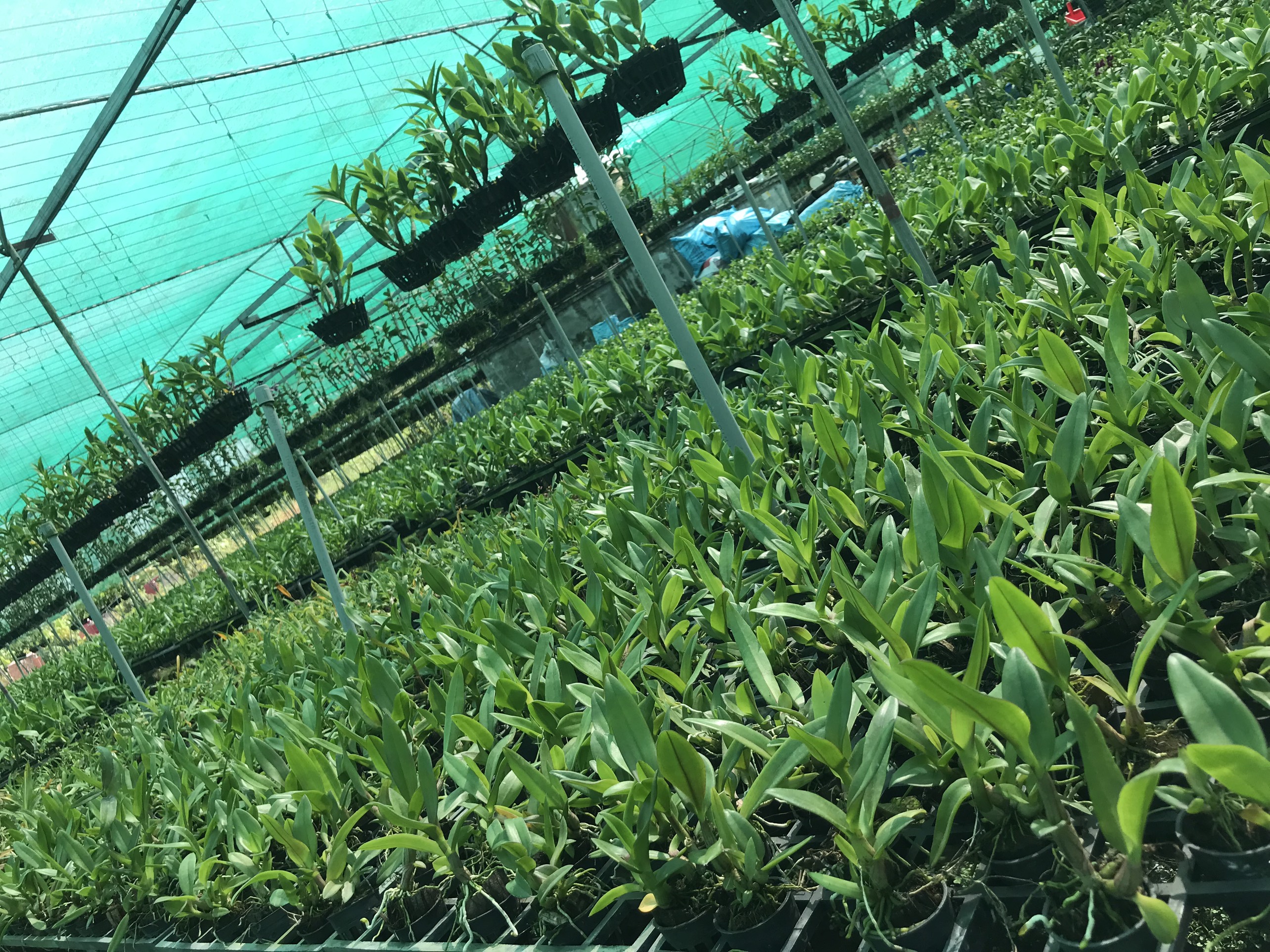 COMBO 3 CÂY GIỐNG THỎ KIÊN GIANG XƯA Cao 7-12Cm