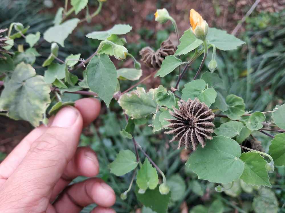 cây cối xay giống