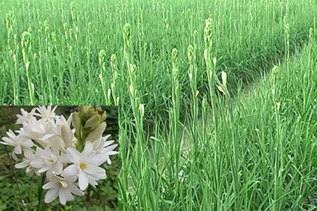 CỦ GIỐNG HOA HUỆ TA TRẮNG THƠM (HOA DẠ LAI HƯƠNG)