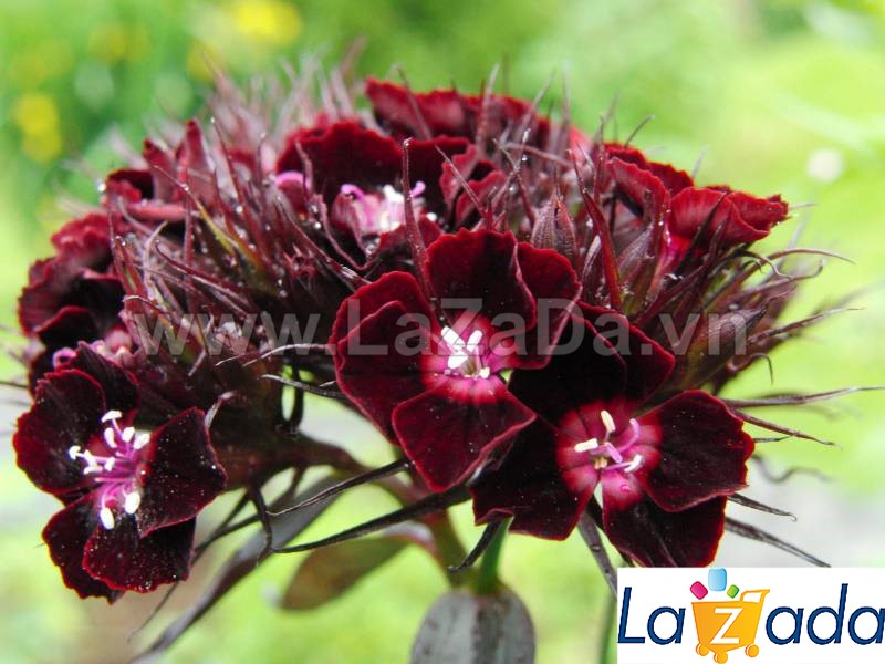 100.HAT Hạt Giống Hoa Cẩm Chướng Đen (KD| -KD: B23*X58*M236)