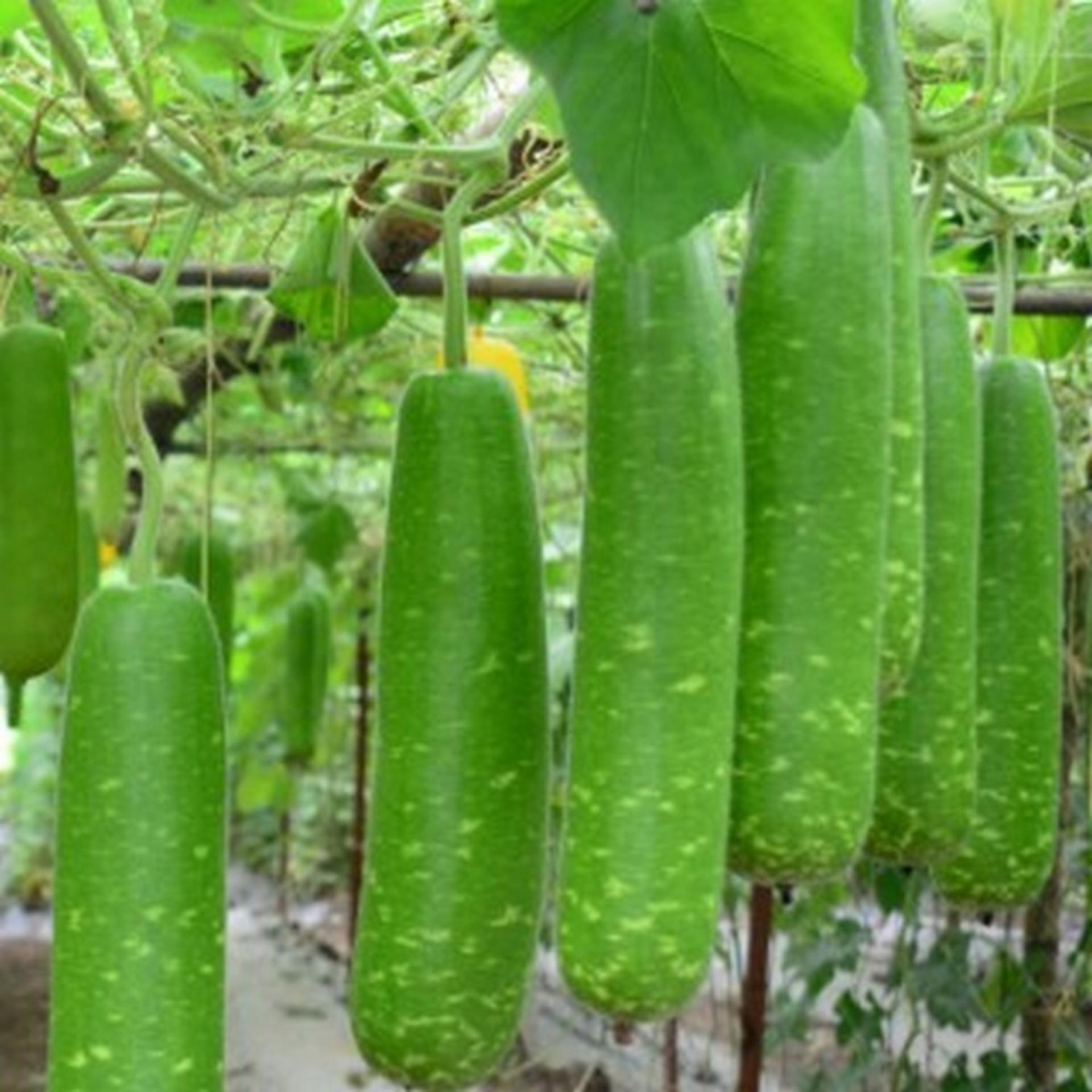 10 hạt giống bầu sao f1