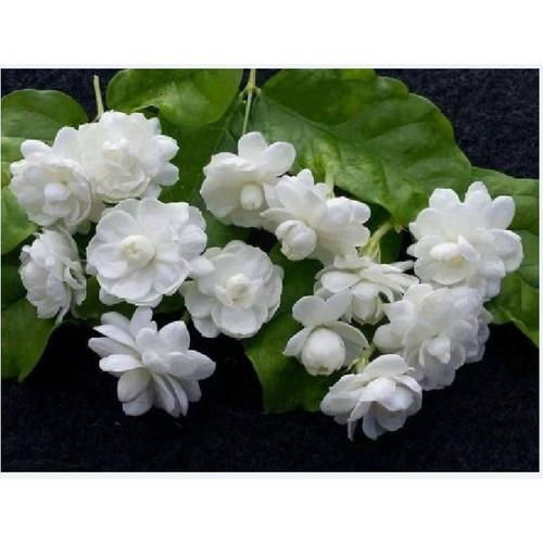 Hạt giống cây hoa nhài trắng ( hoa lài ) - 1 gói 10 hạt/ ( TẶNG gói kích thích hỗ trợ hạt nảy mầm)