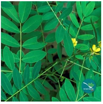 Lá phan tả diệp (gói 1kg khô) - LV069