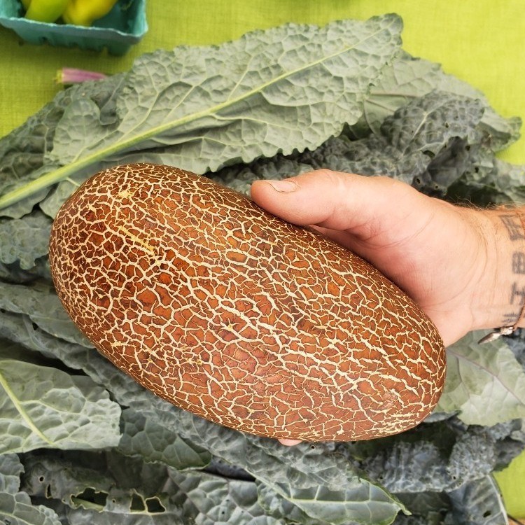 Hạt giống dưa chuột đá (Dưa chuột lưới)