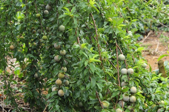 CÂY GIỐNG MẬN TÍM CHÍN SỚM BẮC HÀ