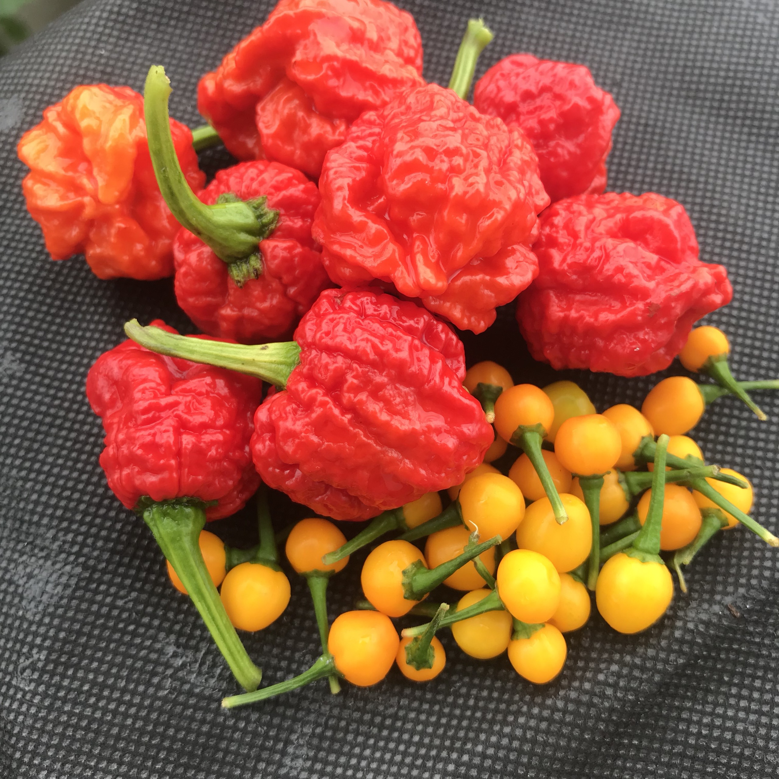 Hạt ớt giống Carolina Reaper Red
