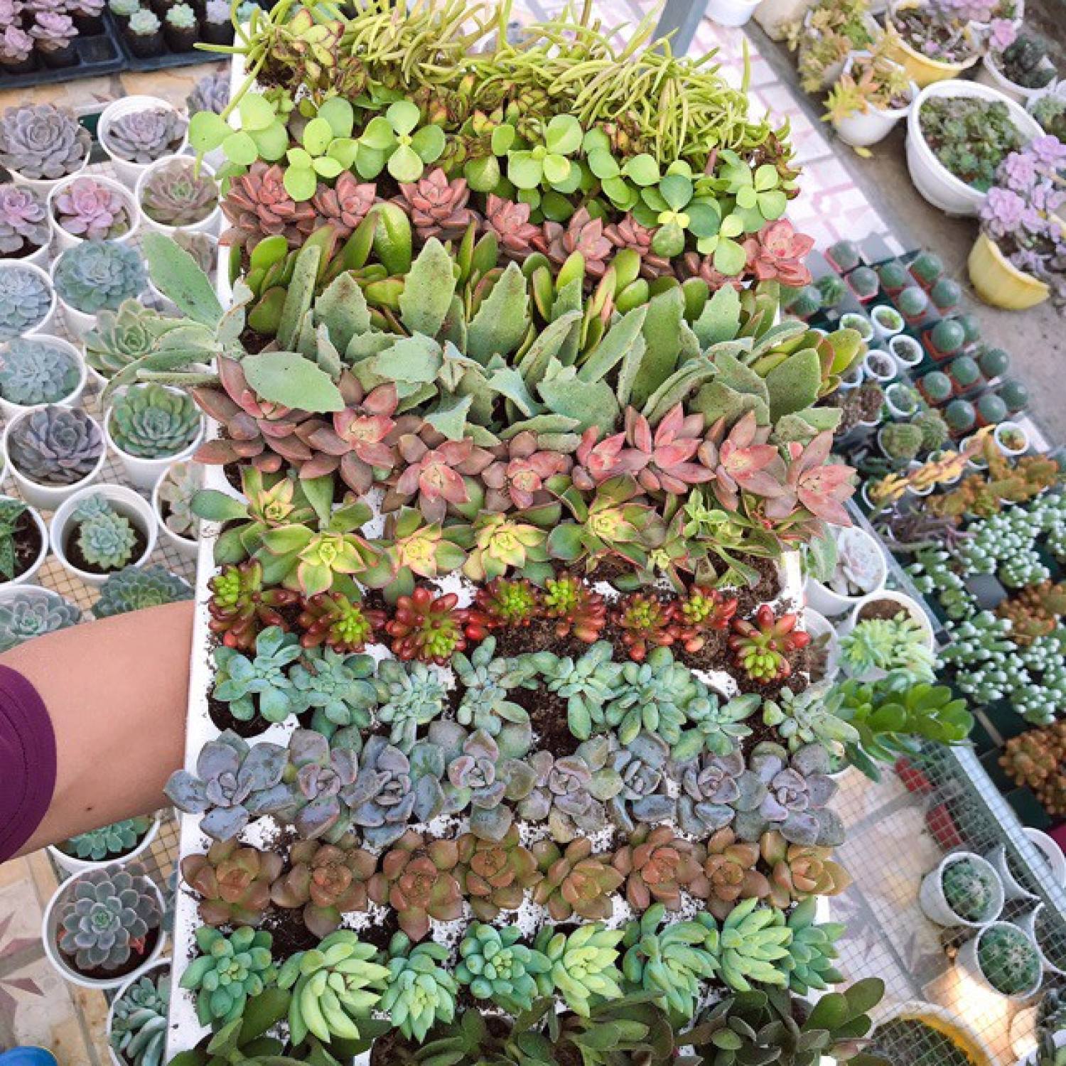 COMBO 10 loại Sen Đá Mini (MIX NGẪU NHIÊN)