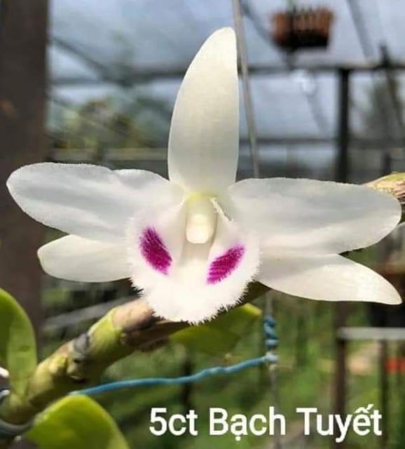 Lan phi điệp bạch tuyết, lan phi điệp 5 cánh trắng bach tuyết cây đẹp, cam kết chất lượng