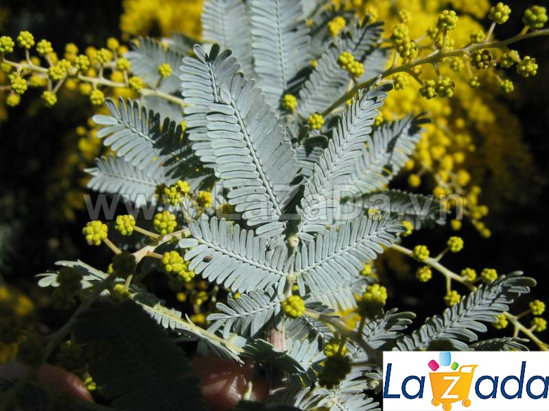 50h Hạt Giống Cây Mimosa Lá Me (| -KD: B21*X55*M224)