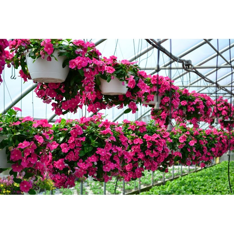 Hạt Giống Hoa Dừa Cạn Rủ Nhiều màu