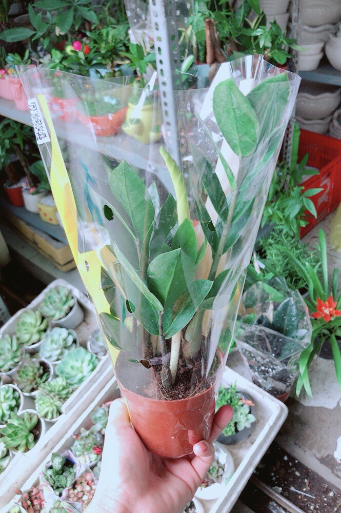 [HCM]Kim Tiền Thái