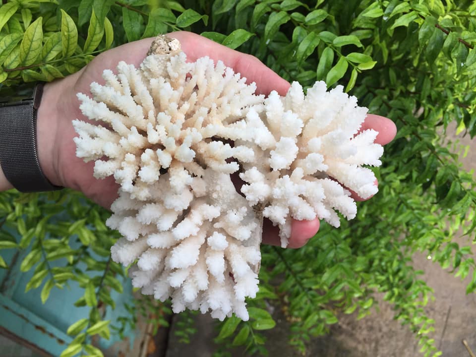 San Hô trang trí hồ ốc, cá cảnh