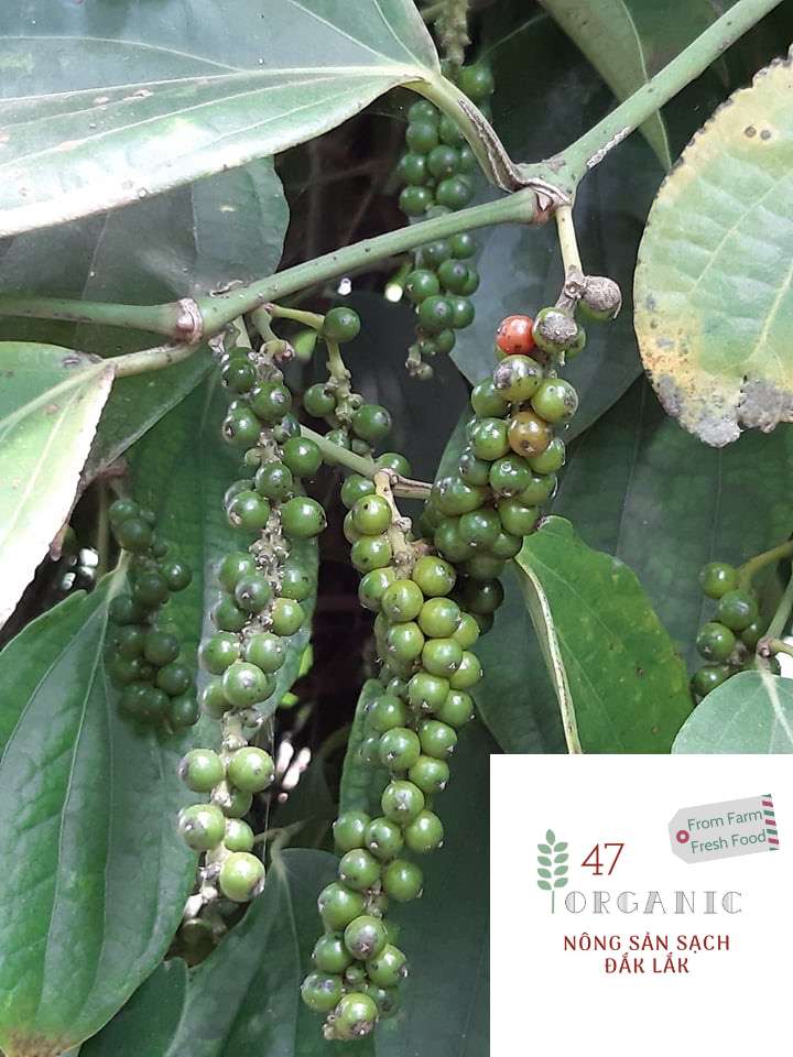 [HCM]100GR TIÊU ĐEN ĐẮK LẮK
