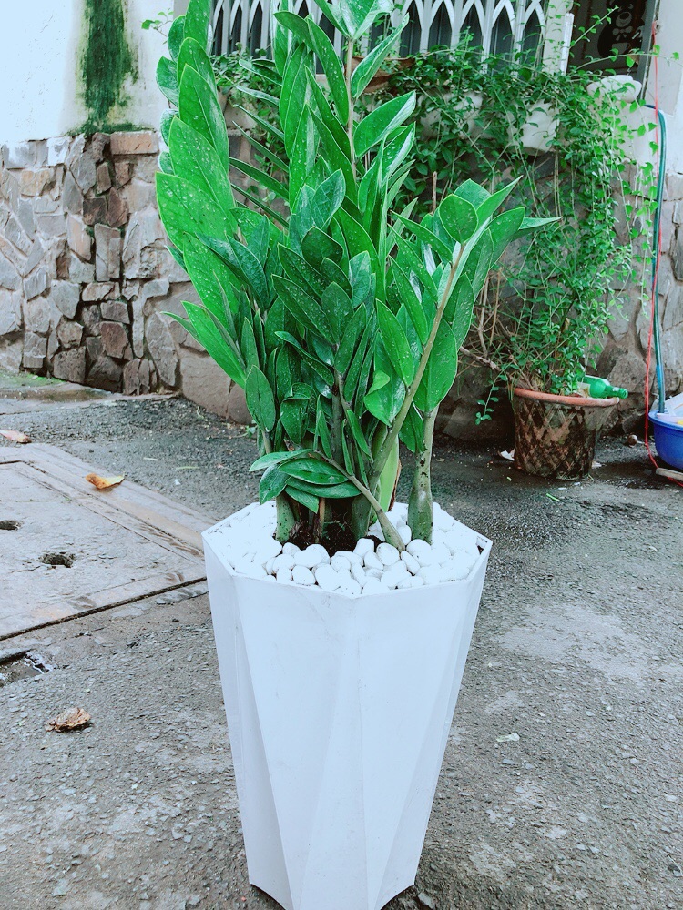 [HCM]Chậu Kim Tiền Size Lớn