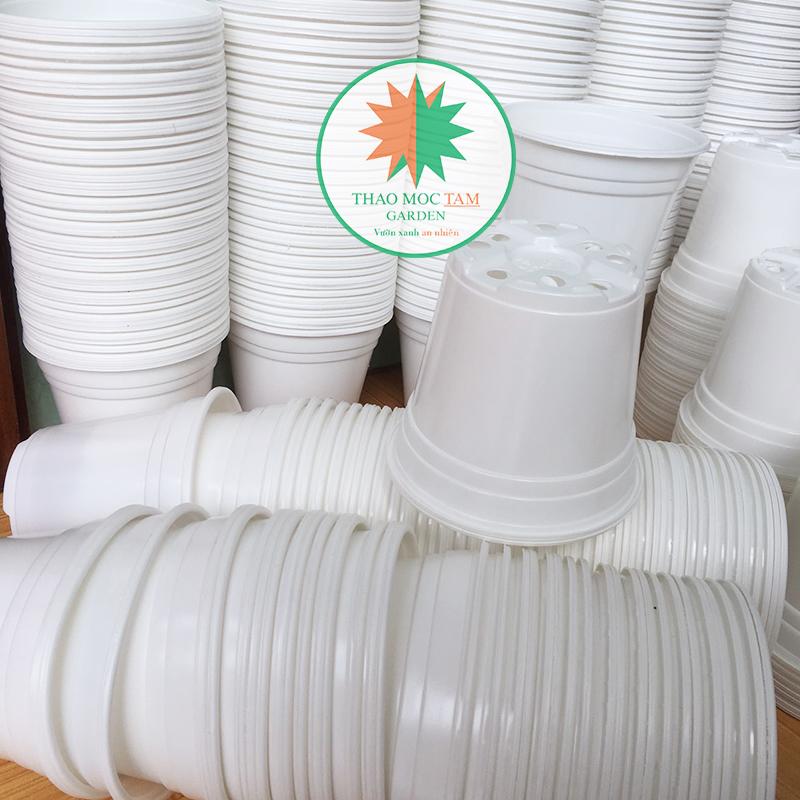 20 Chậu nhựa trồng hoa (12x10,6cm), ươm cây chất lượng cao, hàng công ty