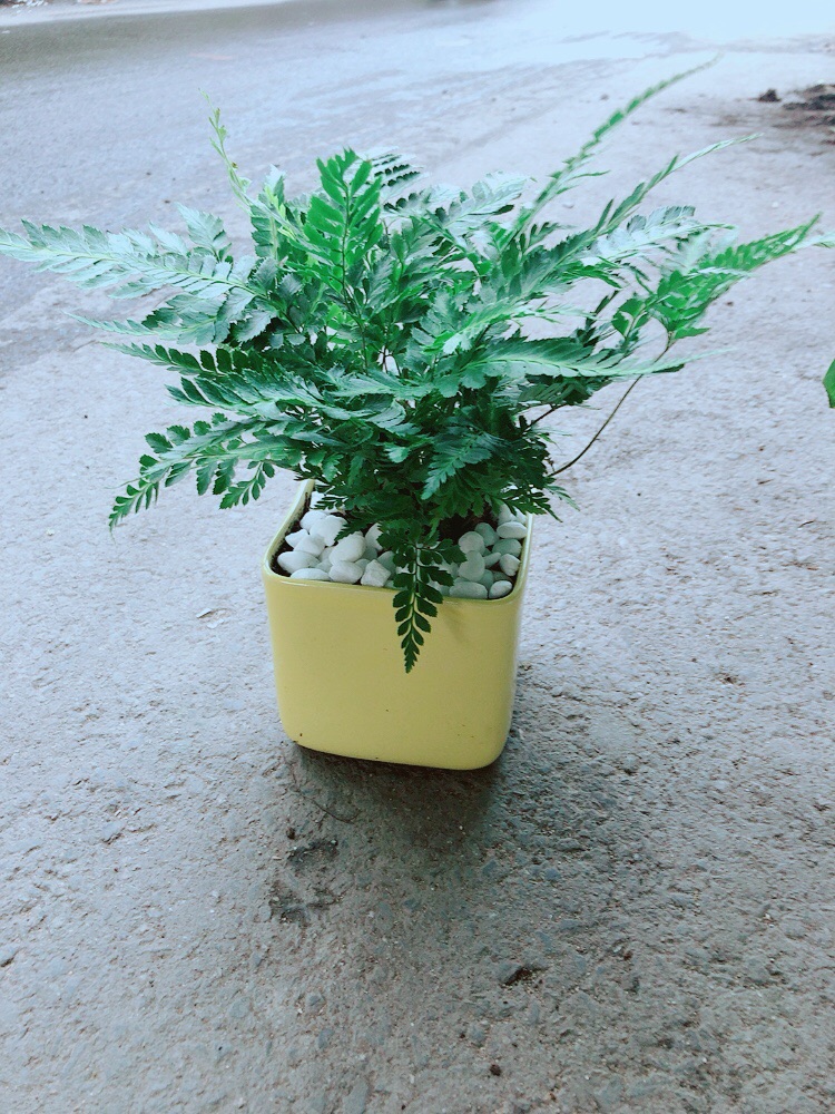 Chậu Cây Dương Sỉ