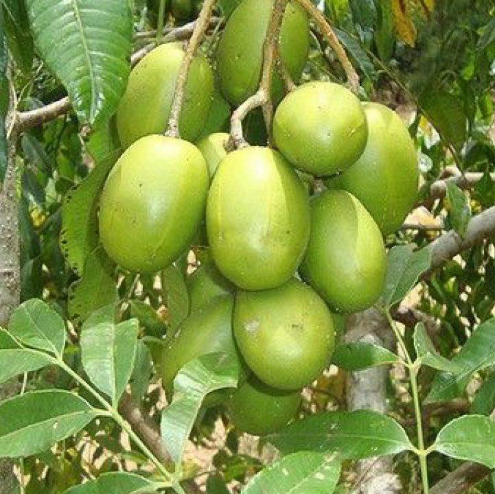 CÂY CÓC THÁI LÙN