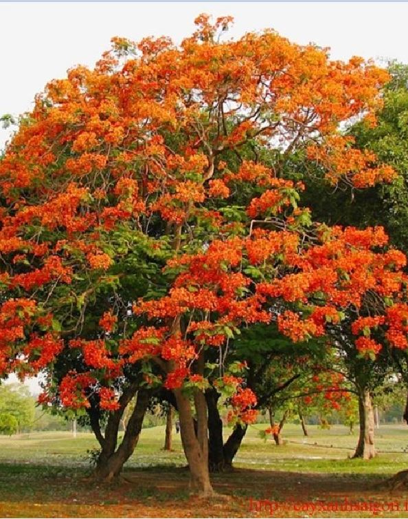 "Gói 5 "Hạt giống hoa phượng vĩ đỏ [Seeds]