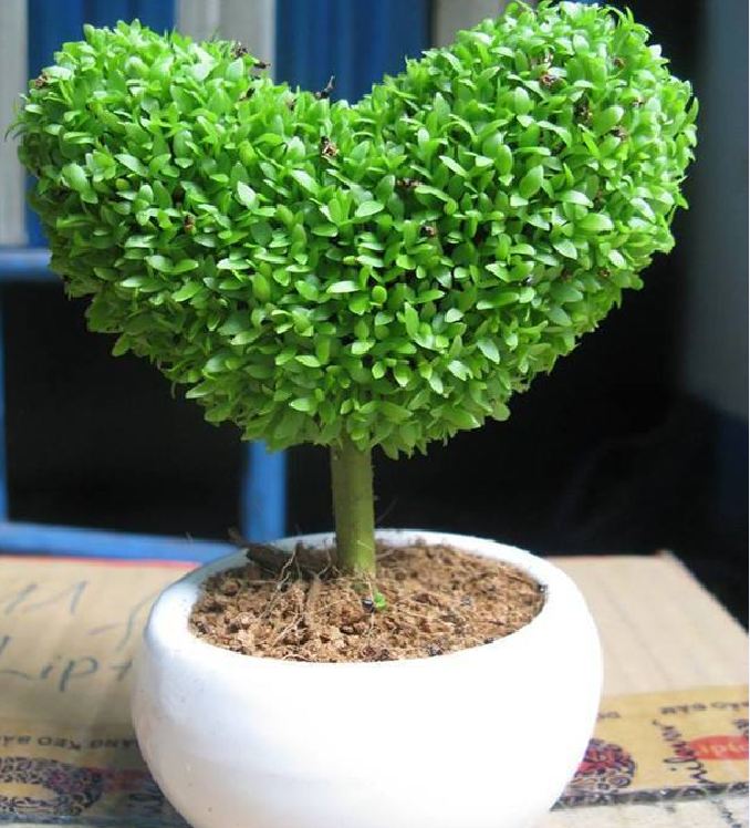 "Gói 100 Hạt " Hạt Giống Cỏ May Mắn