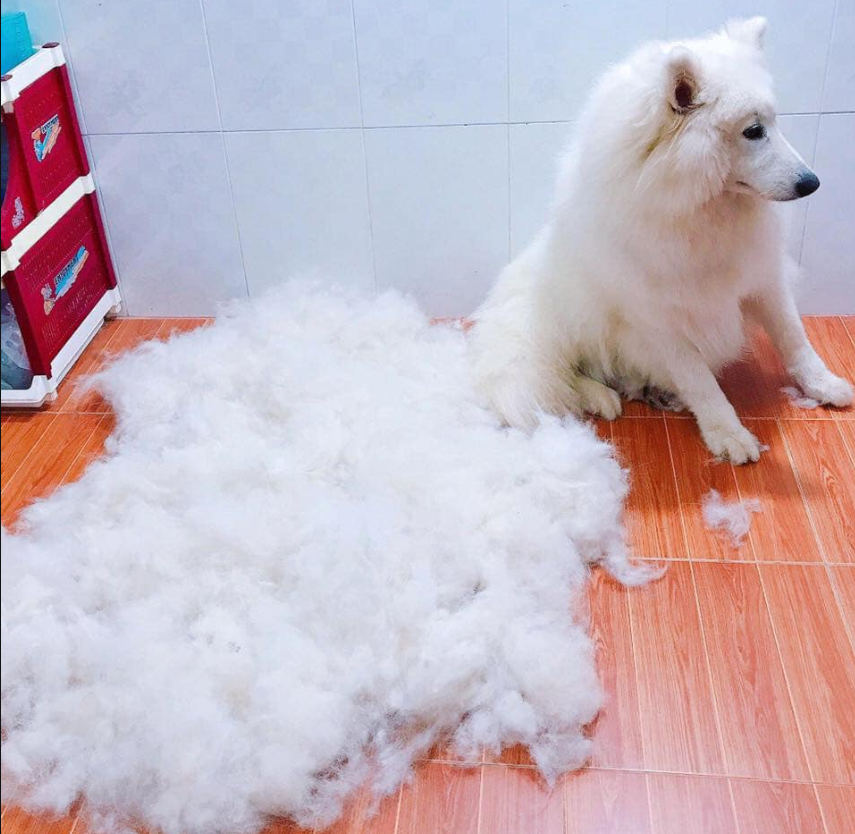 Cây Lăng LÔNG CHÓ MÈO Bụi Quần Áo Đa Năng