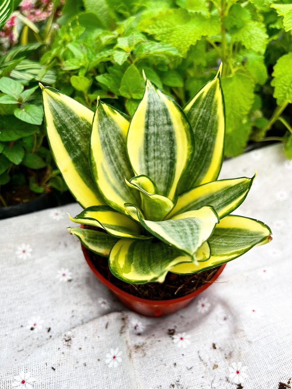 Cây lưỡi hổ viền vàng mini đáng yêu để bàn, cây trồng trong nhà lọc không khí, trang trí nội thất văn phòng, Lion Garden