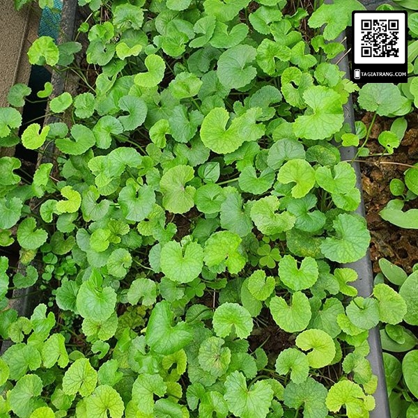 Hạt giống rau má ta