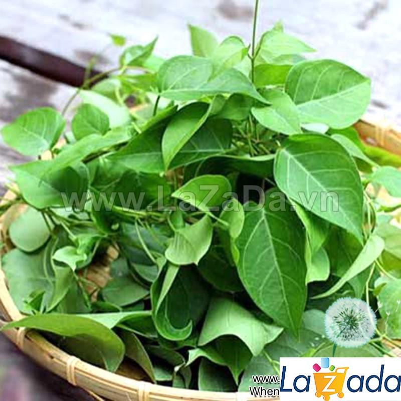 40.HẠT Hạt Giống Lá Giang (| B44*W50)