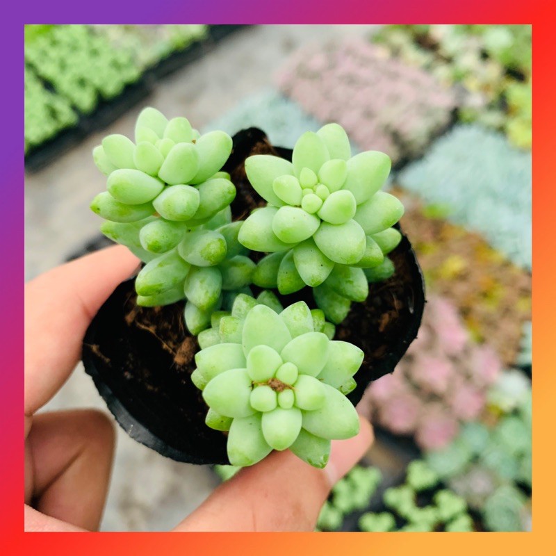 SEN ĐÁ CHUỖI NGỌC BI SIZE BÉ SIÊU ĐẸP LỖI 1 ĐỔI 1