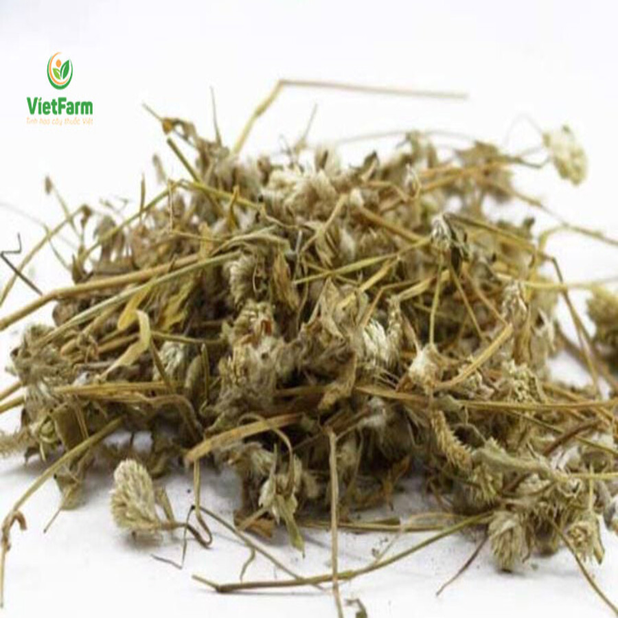 Cây nở ngày đất khô lz2
