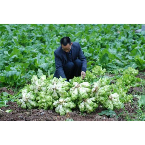 100 Hạt Giống Cải Mầm Đá - Rau Củ Quả Trồng Tại Vườn, Sân Thượng, Nông Trang, Ban Công