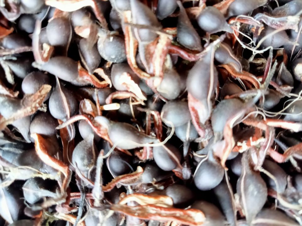 Hạt giống cây gió bầu trầm hương