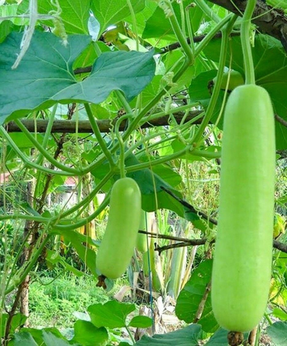 Hạt bầu sao trái dài F1