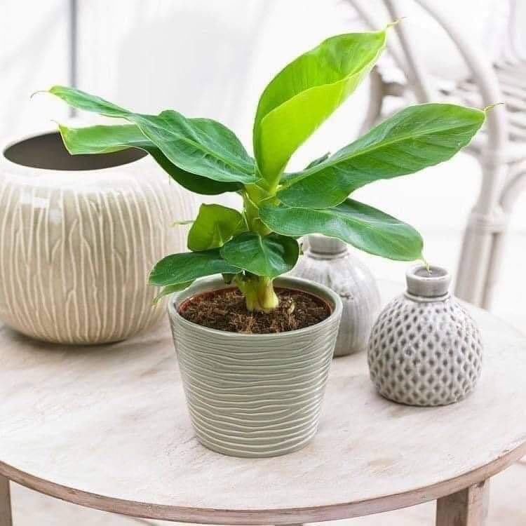 Cây chuối cảnh mini (chuẩn giống )