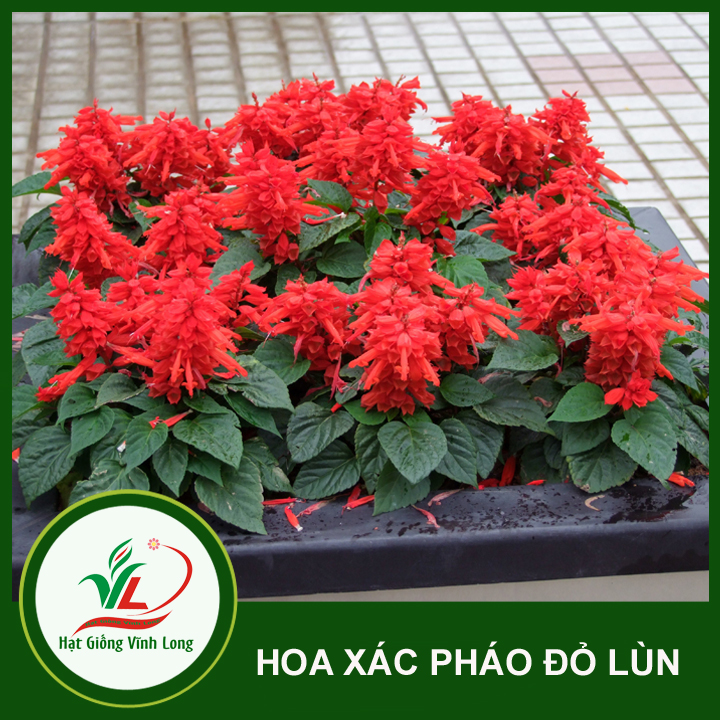Hạt giống hoa Xác pháo đỏ lùn RĐ 830 - 20 hạt