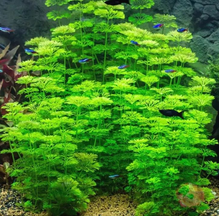 Tiểu Bảo Tháp lá nước- cây thủy sinh cắt cắm không cần c02 và nền - Mộc Nhân Farm
