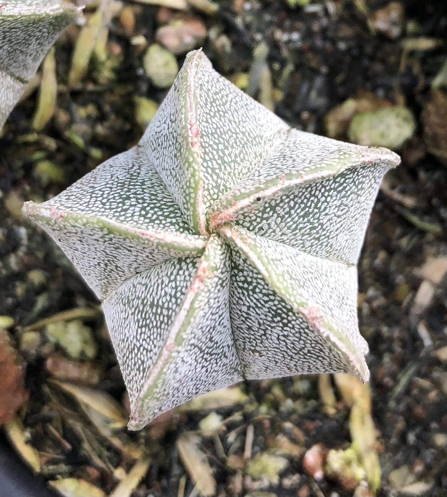 Xương rồng Astro gieo hạt