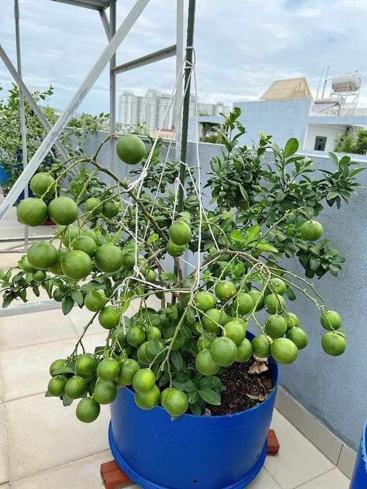 COMBO 2 CÂY GIỐNG CHANH LÙN  TỨ QUÝ