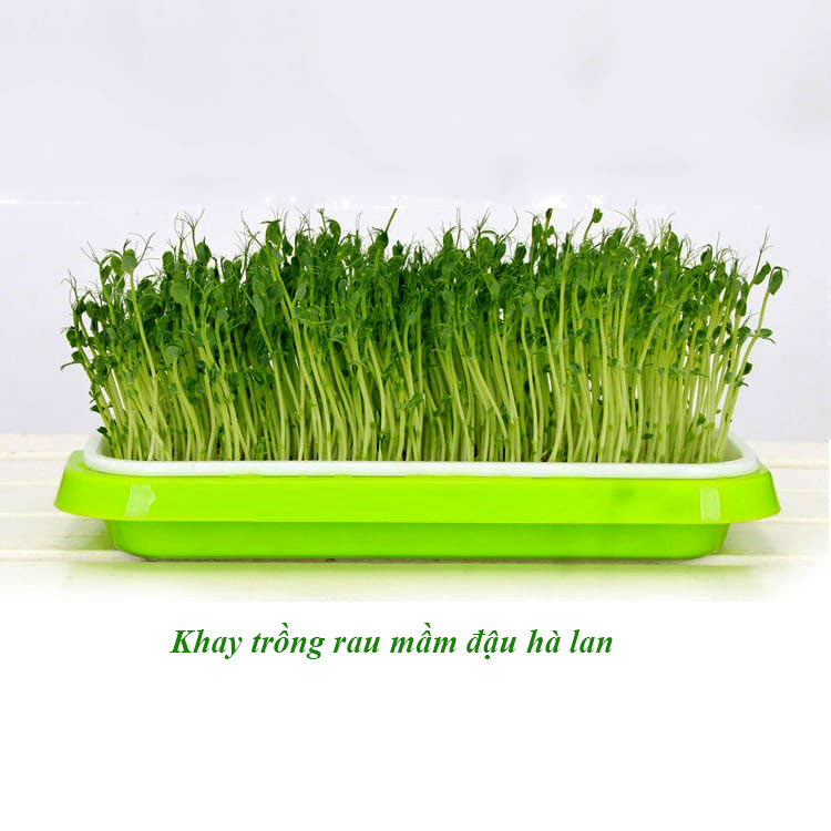 Khay Trồng Rau Mầm Thông Minh