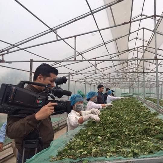 Trà Đinh lăng Mộc Can hộp 25 túi lọc