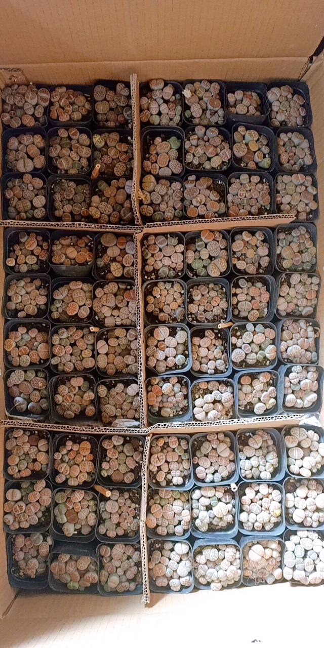 Cây sen đá mông sen đá lithops thạch lan 1 năm tuổi